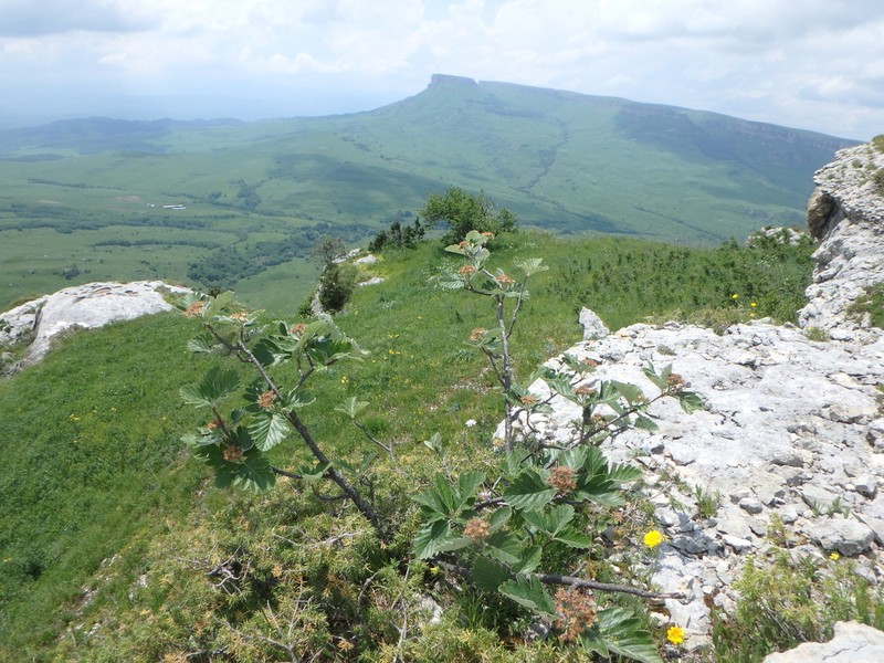Hedlundia armeniaca photo 7