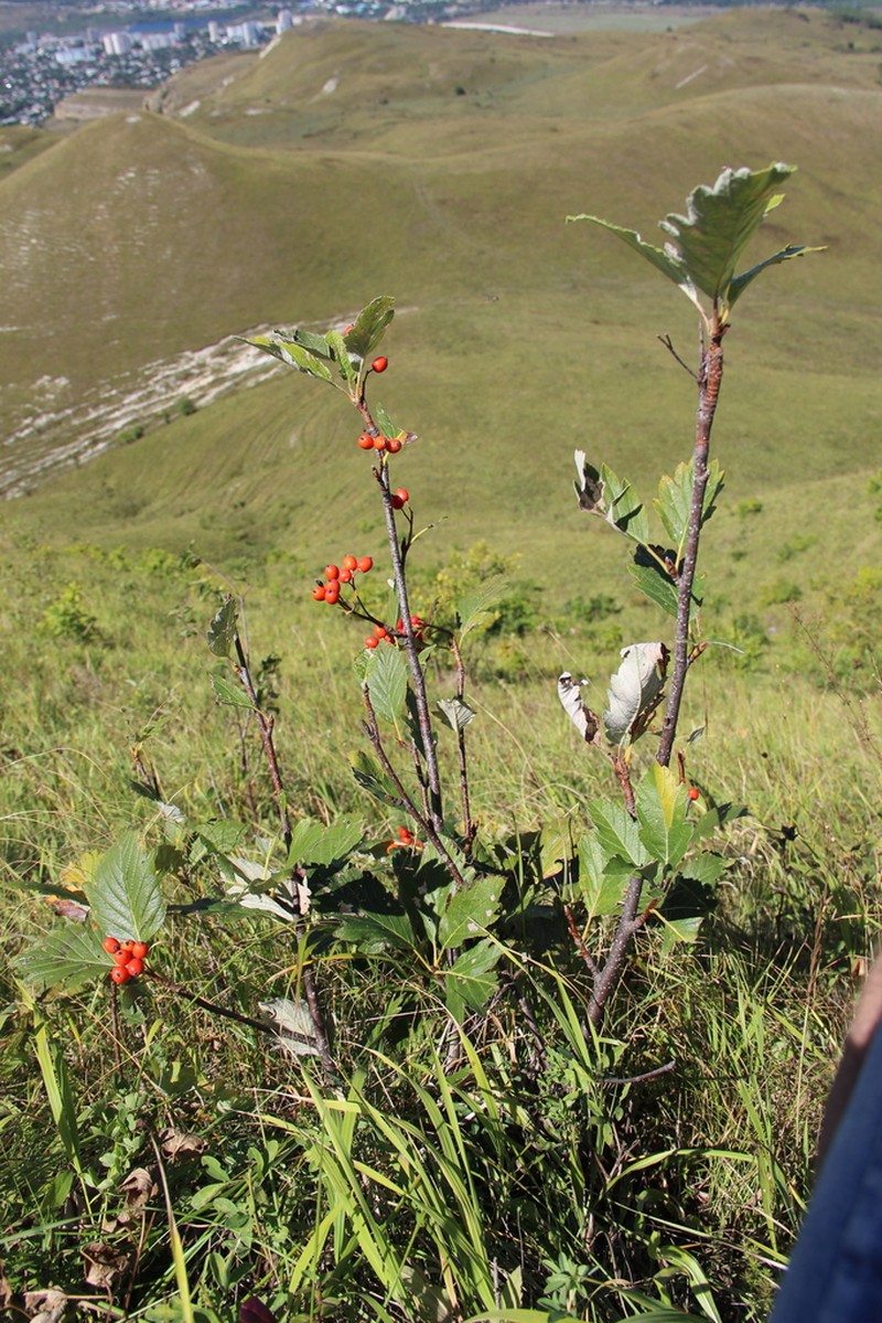 Hedlundia armeniaca photo 8