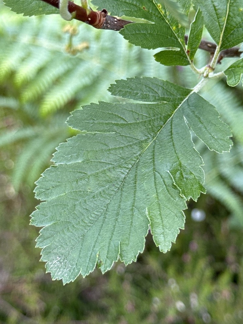 Hedlundia arranensis