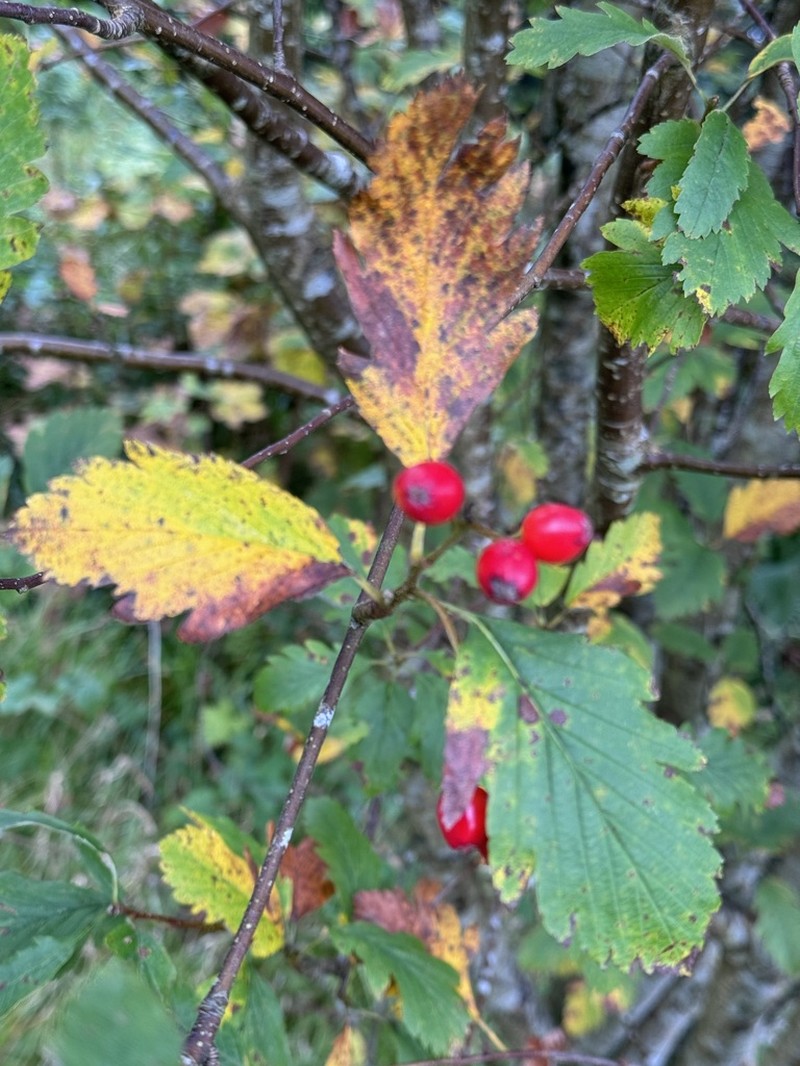 Hedlundia arranensis photo 2