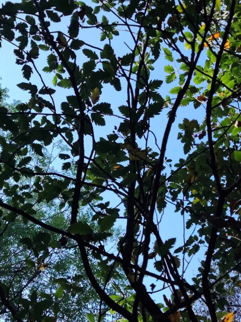 Hedlundia arranensis photo 3