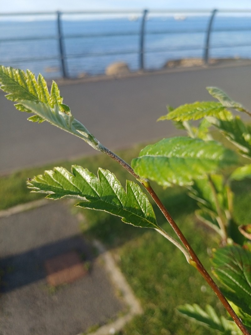 Hedlundia arranensis photo 4