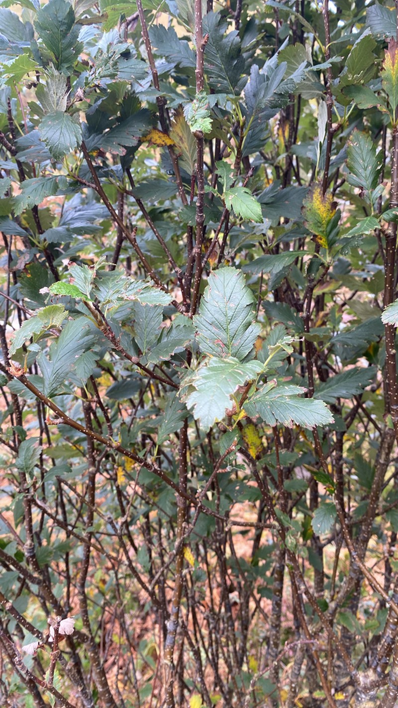 Hedlundia arranensis photo 5