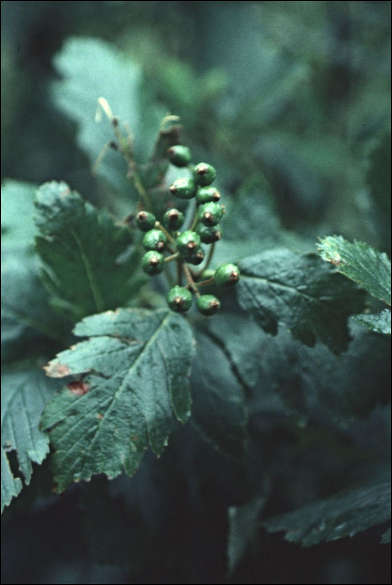 Hedlundia arranensis photo 6