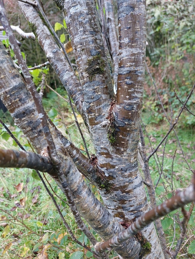 Hedlundia arranensis photo 7