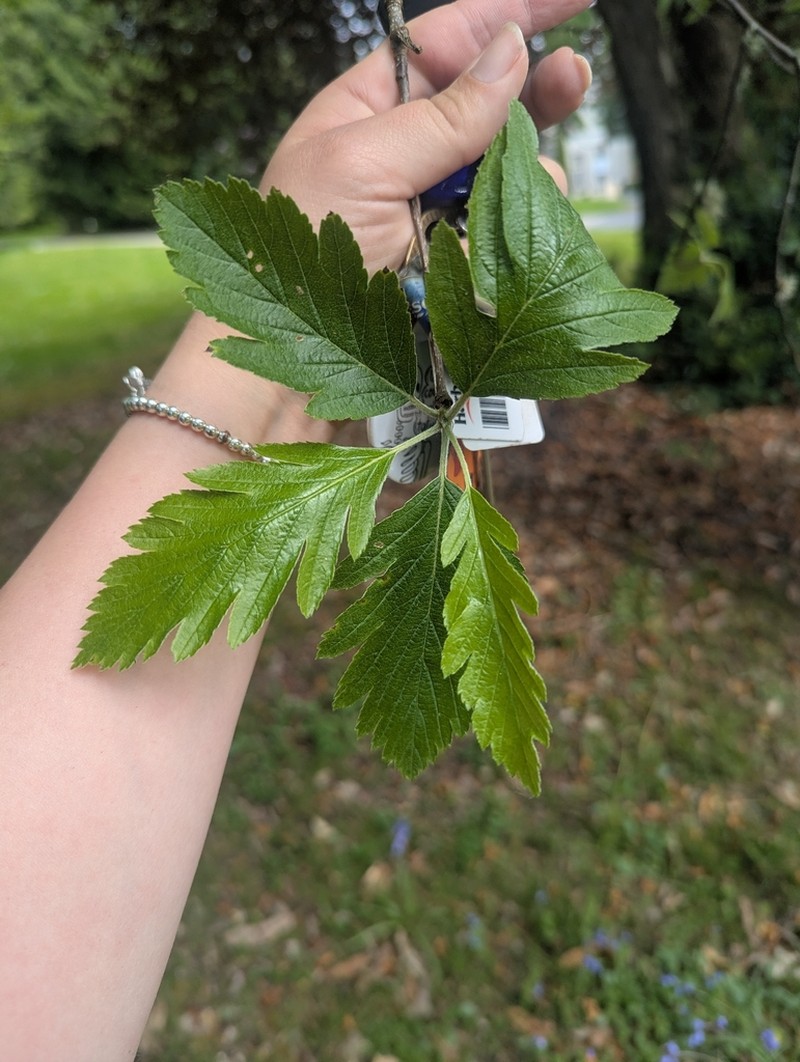 Hedlundia arranensis photo 8