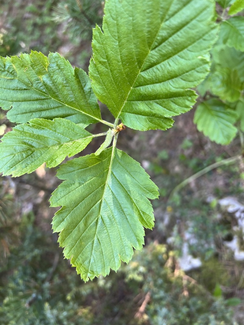 Hedlundia austriaca
