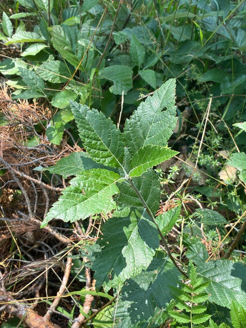 Hedlundia austriaca photo 2