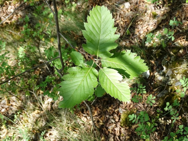 Hedlundia austriaca photo 3