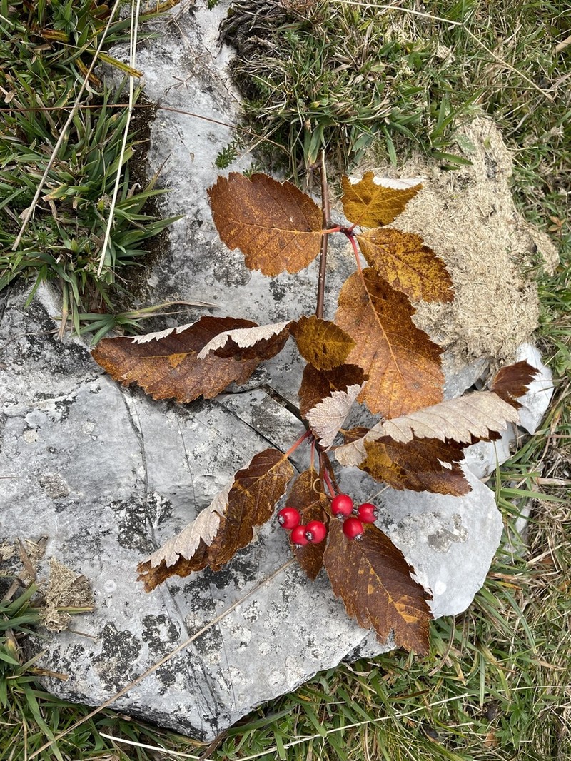 Hedlundia austriaca photo 4