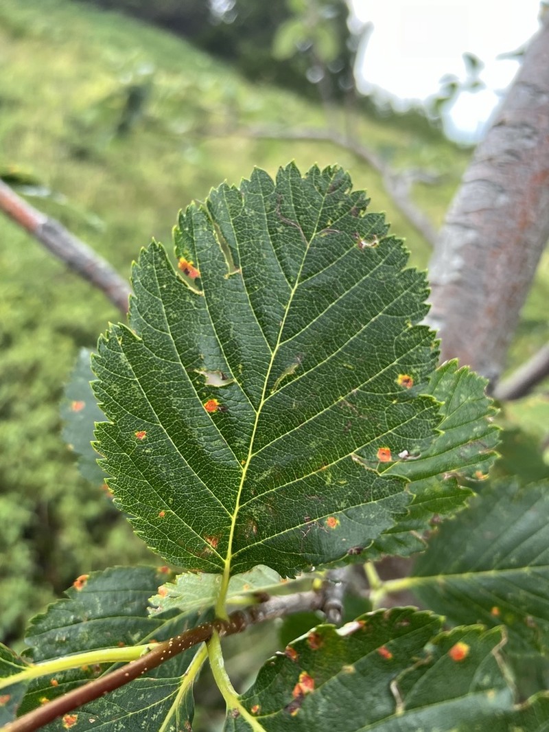 Hedlundia austriaca photo 6
