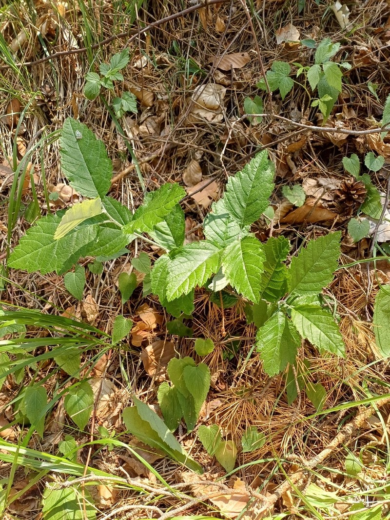 Hedlundia austriaca photo 8