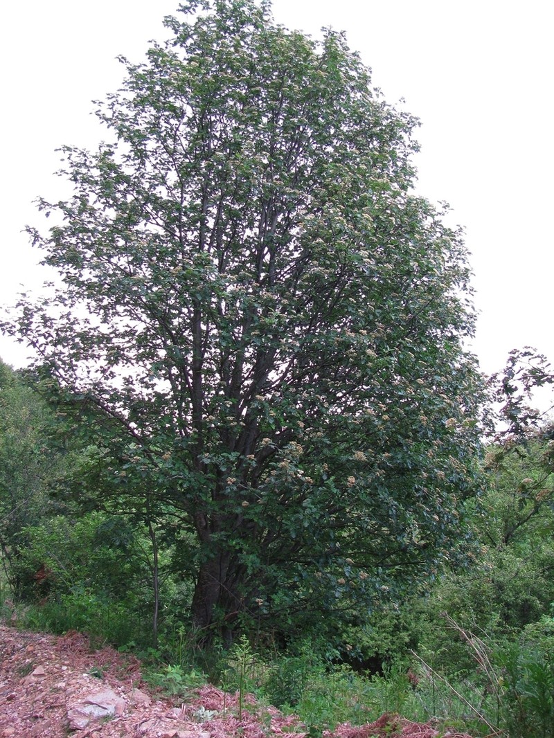 Hedlundia borbasii photo 3