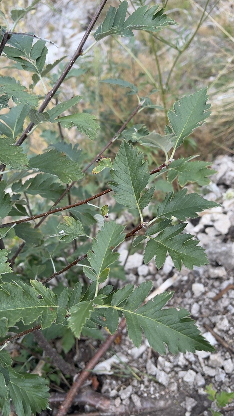 Hedlundia borbasii photo 4