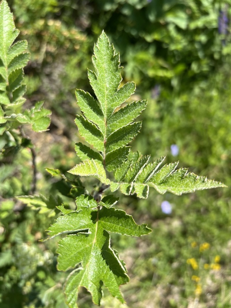 Hedlundia bosniaca