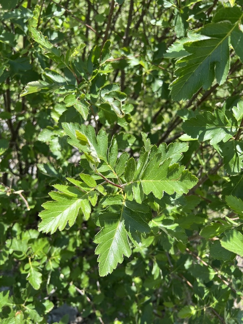 Hedlundia bosniaca photo 3