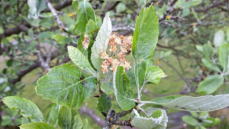 Hedlundia cuneifolia