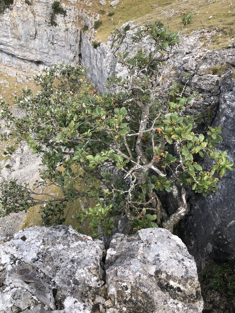 Hedlundia cuneifolia photo 2
