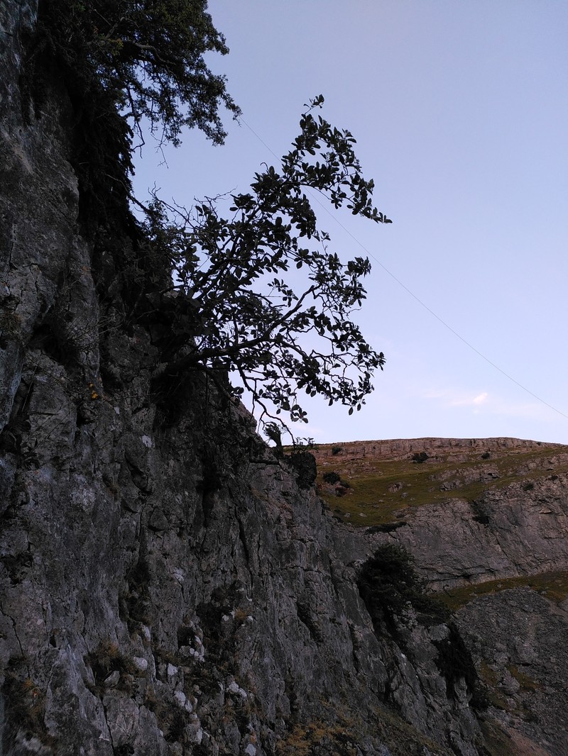 Hedlundia cuneifolia photo 5