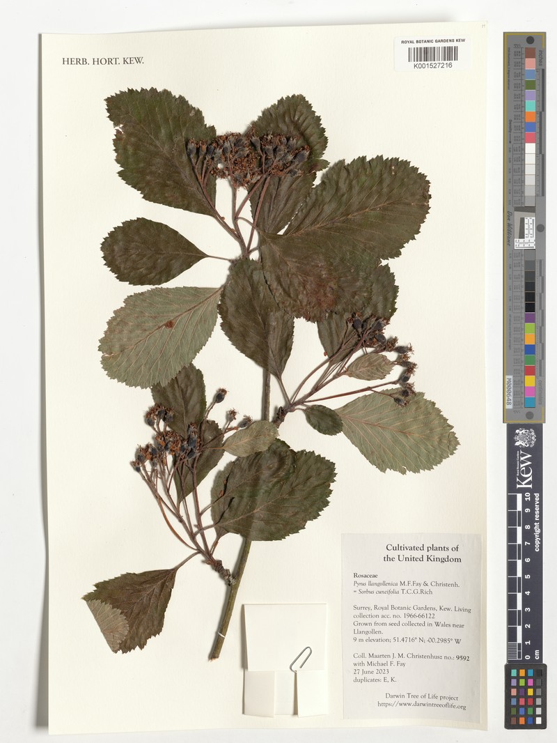 Hedlundia cuneifolia photo 7