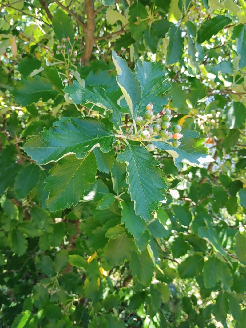 Hedlundia hazslinszkyana photo 2