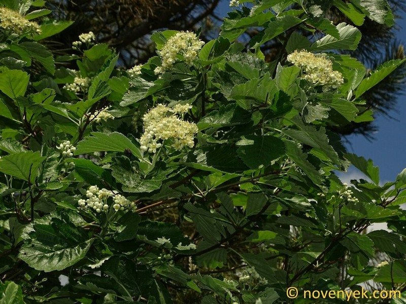 Hedlundia hazslinszkyana photo 3