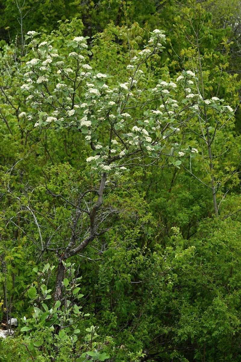 Hedlundia hazslinszkyana photo 5