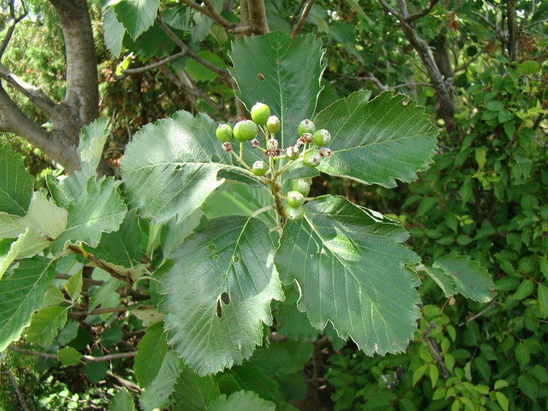 Hedlundia hazslinszkyana photo 6