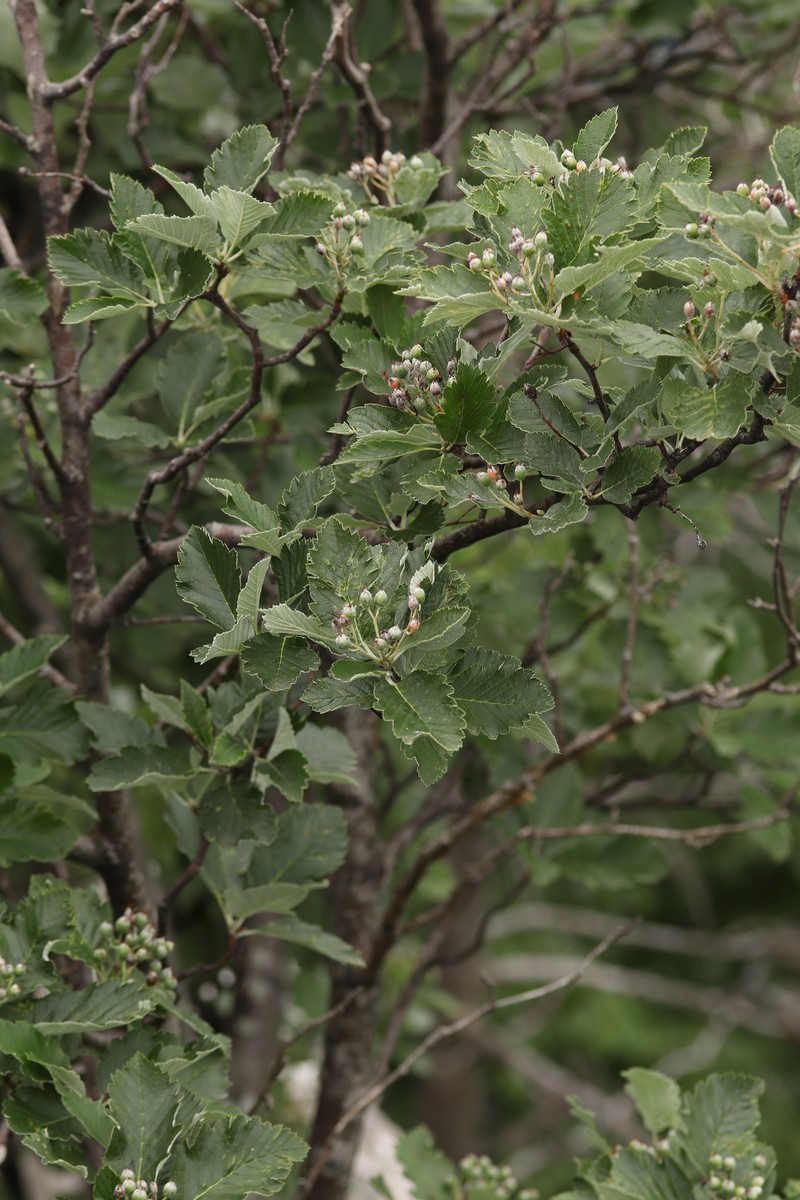 Hedlundia hazslinszkyana photo 8