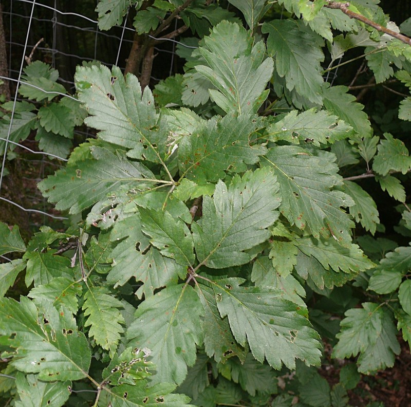 Hedlundia hohenesteri