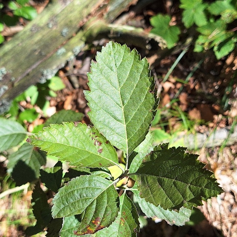 Hedlundia hornadensis photo 2