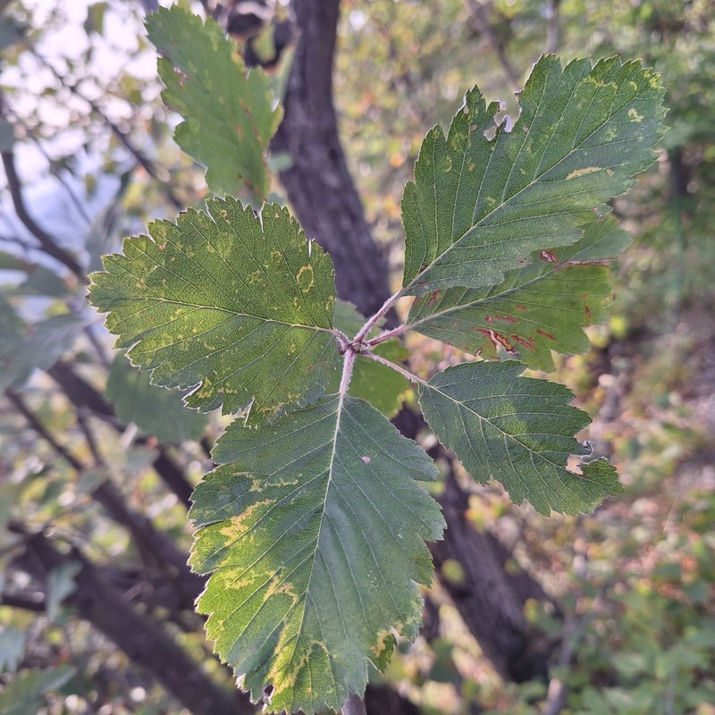 Hedlundia hornadensis photo 4