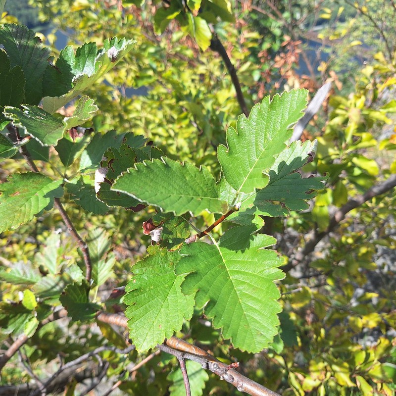 Hedlundia hornadensis photo 5