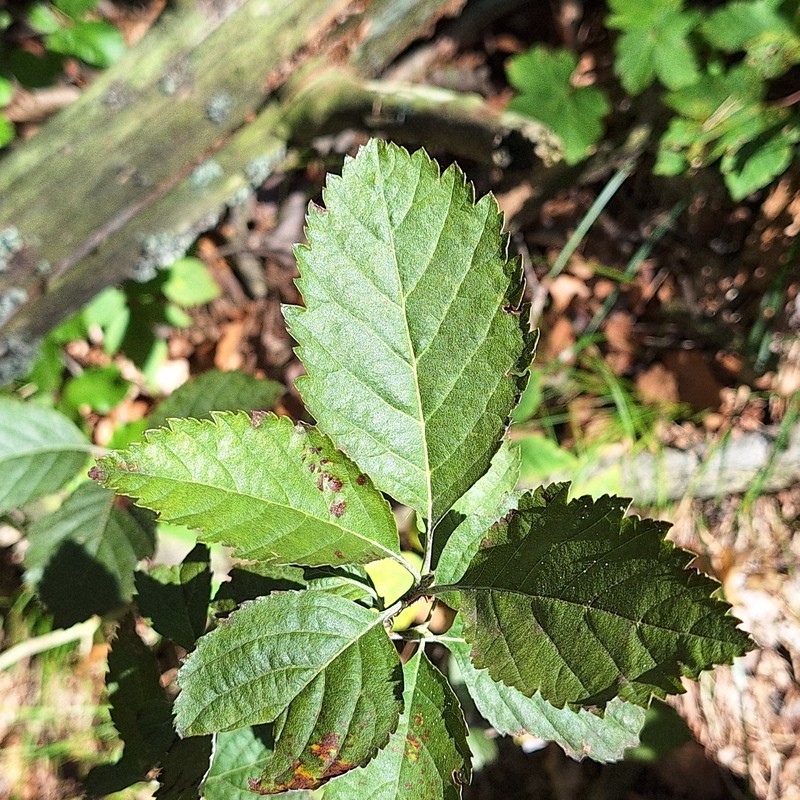 Hedlundia hornadensis photo 6