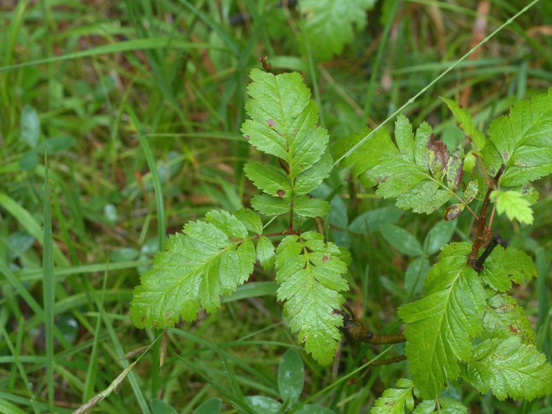 Hedlundia hybrida