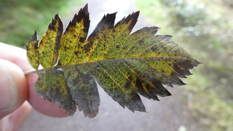 Hedlundia hybrida photo 4