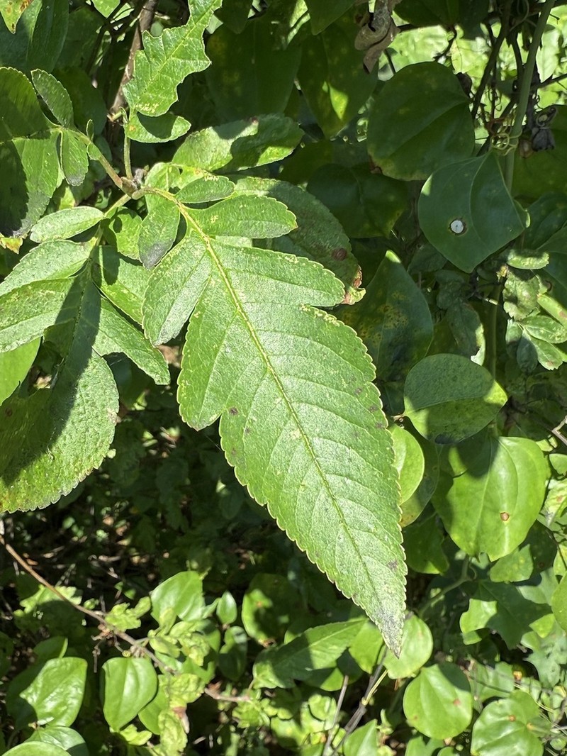 Hedlundia hybrida photo 6