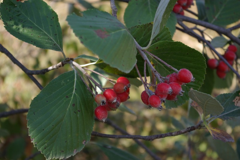 Hedlundia kuznetzovii photo 2