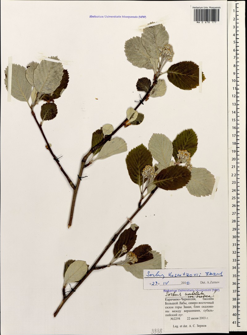 Hedlundia kuznetzovii photo 3
