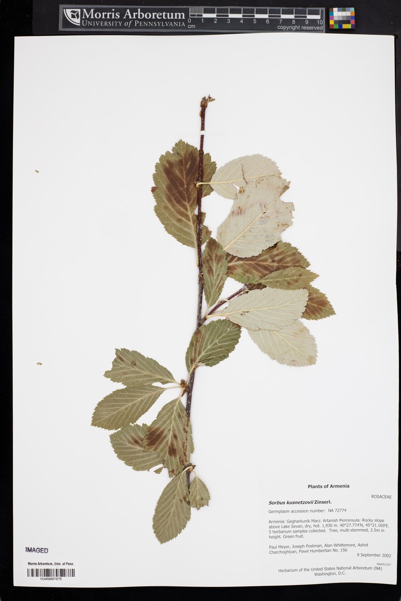 Hedlundia kuznetzovii photo 4