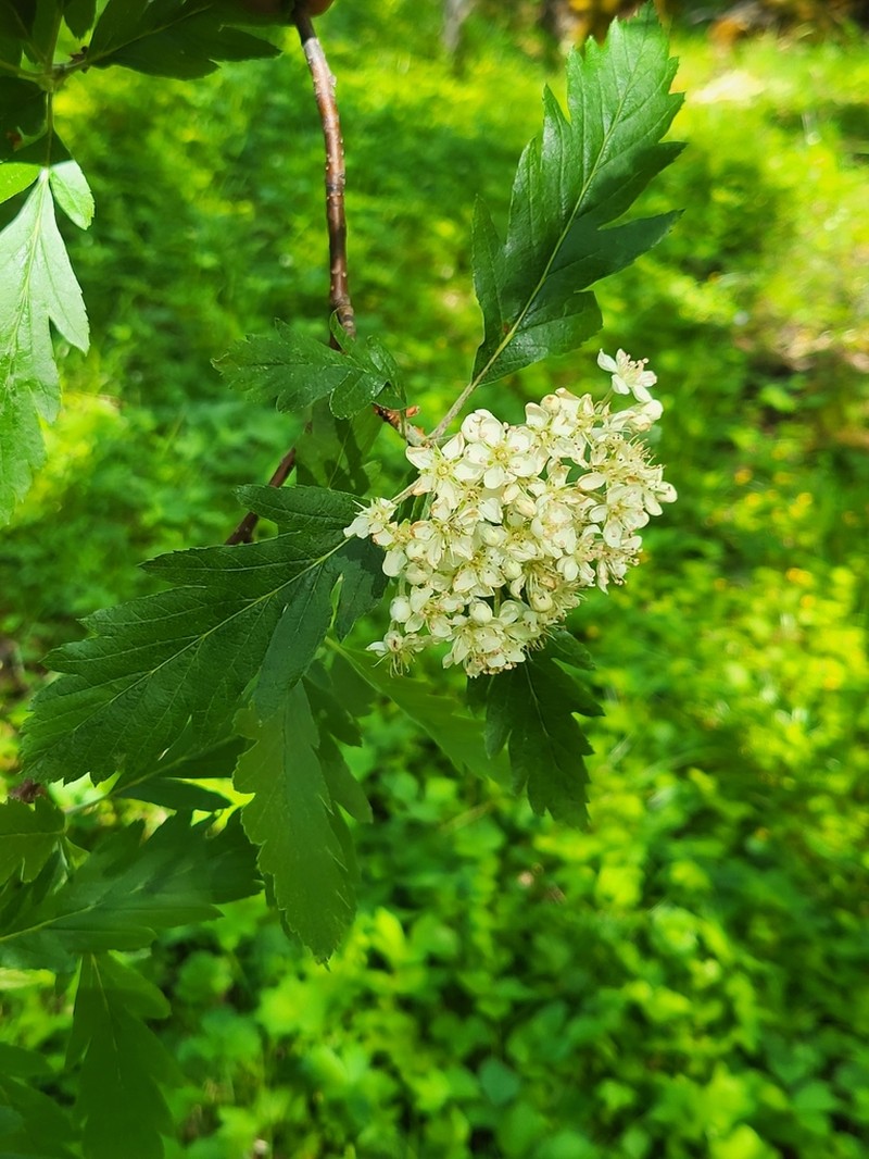 Hedlundia lancifolia