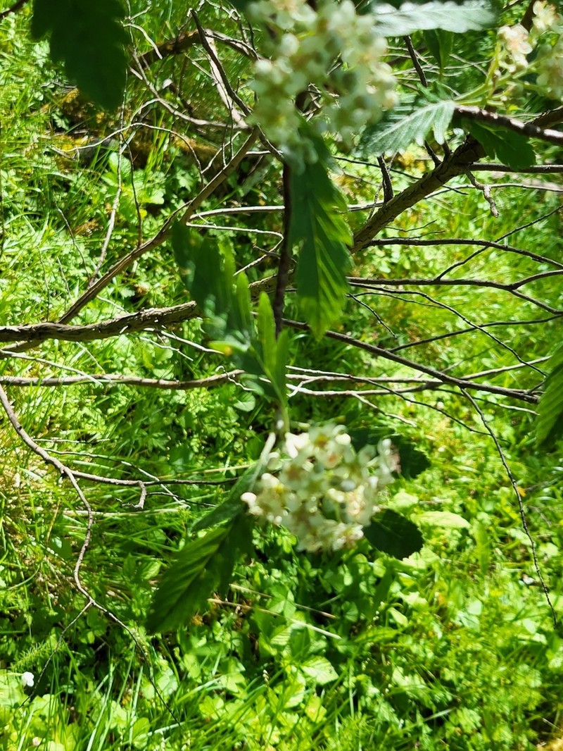 Hedlundia lancifolia photo 2