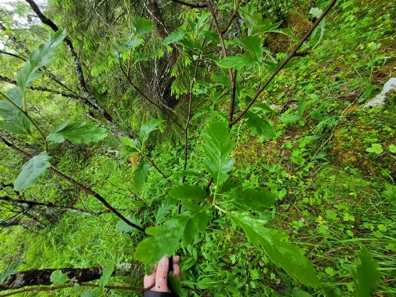 Hedlundia lancifolia photo 4