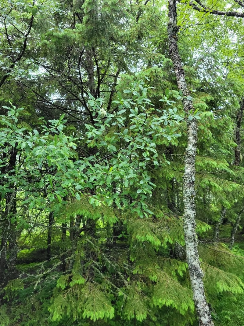 Hedlundia lancifolia photo 8