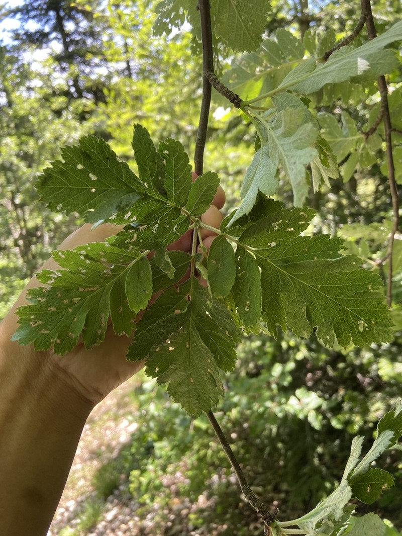 Hedlundia legrei