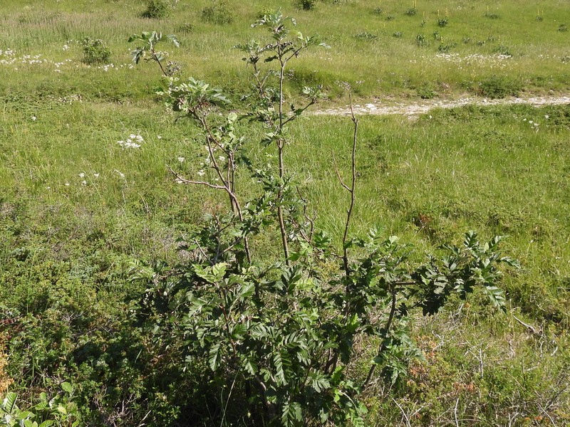 Hedlundia legrei photo 2
