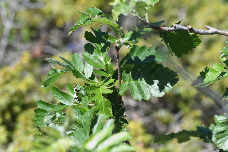 Hedlundia legrei photo 3