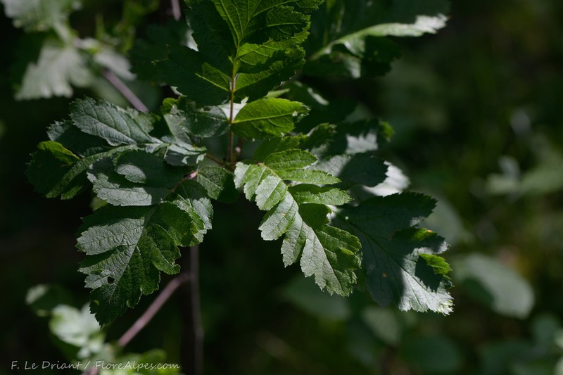 Hedlundia legrei photo 4