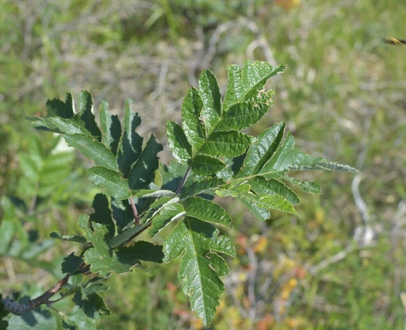 Hedlundia legrei photo 5