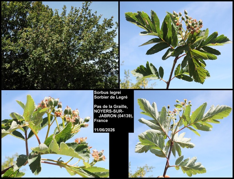 Hedlundia legrei photo 6